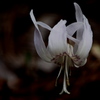 Erythronium初恋 White