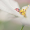 秋桜にてんとう虫