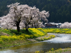 なの花と桜の咲く風景