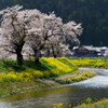 なの花と桜の咲く風景