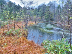 雨降る岳沢湿原2