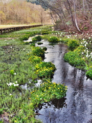 湿原の遅い春