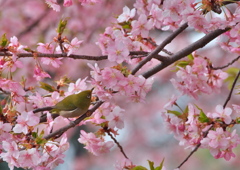 春の香り