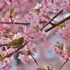 春の香り