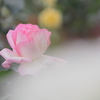 薔薇の香りに癒されて