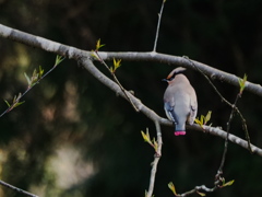 桜にツッパリ君