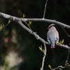 桜にツッパリ君