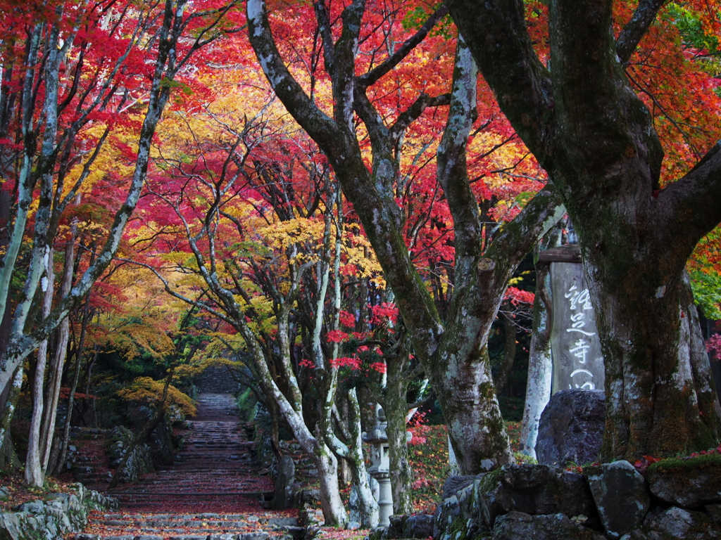 鶏足寺の紅葉②