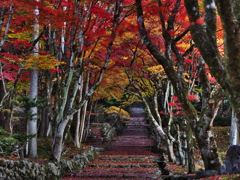 鶏足寺の紅葉①