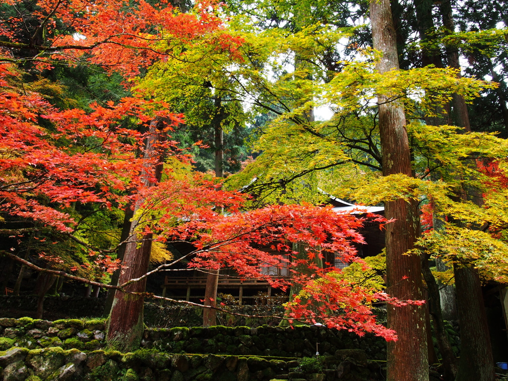 横蔵寺の紅葉