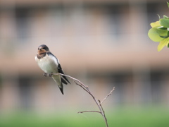 可愛い＾＾くちばしが鼻に見える