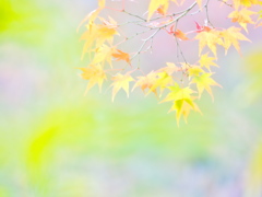 もみじ