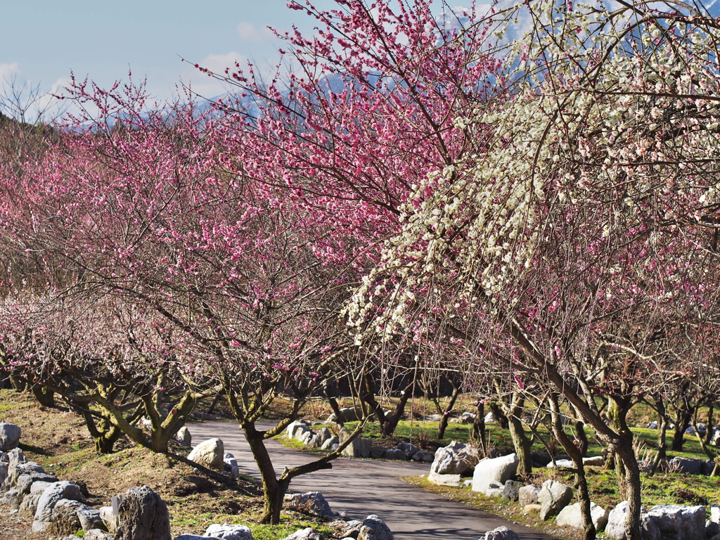 梅林公園にて3