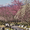梅林公園にて3