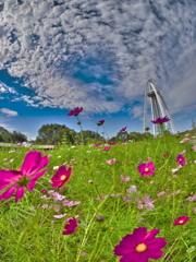 空と雲と秋桜