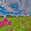 空と雲と秋桜