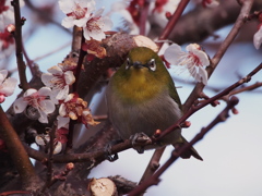 ウメジロー