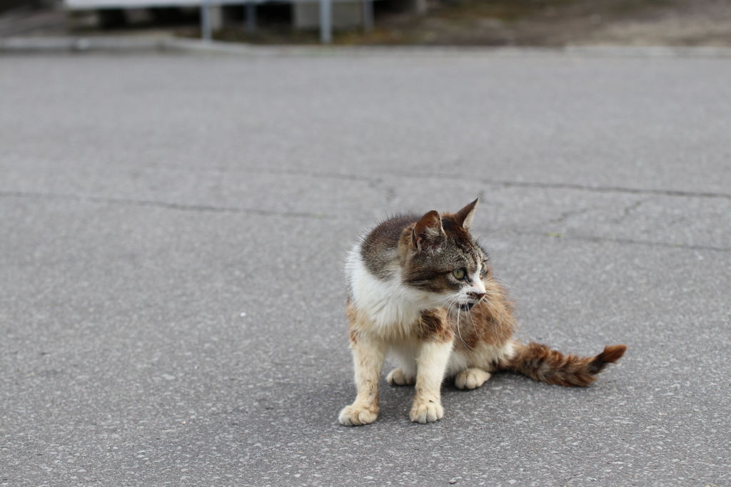 ねこさん