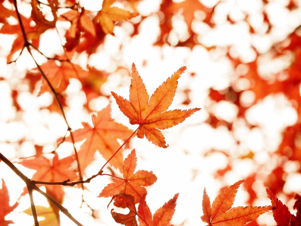 紅葉