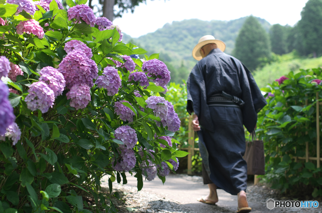 粋な紫陽花