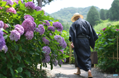 粋な紫陽花