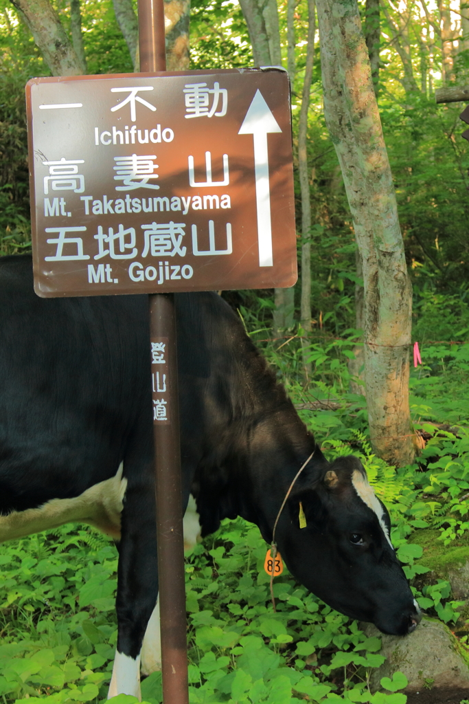 高妻山はこっちだモ～。