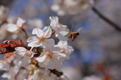 この花にき～めた！！