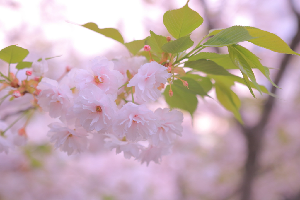 東京の桜