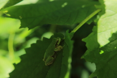 葉っぱの上のアマガエル