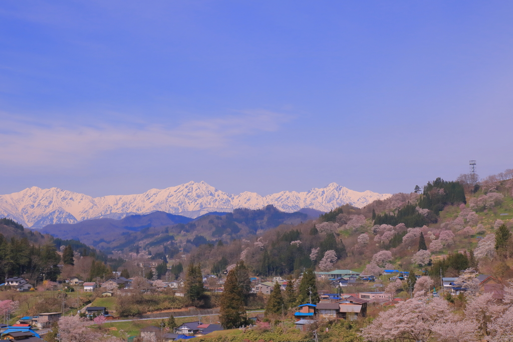 里山も桜咲く