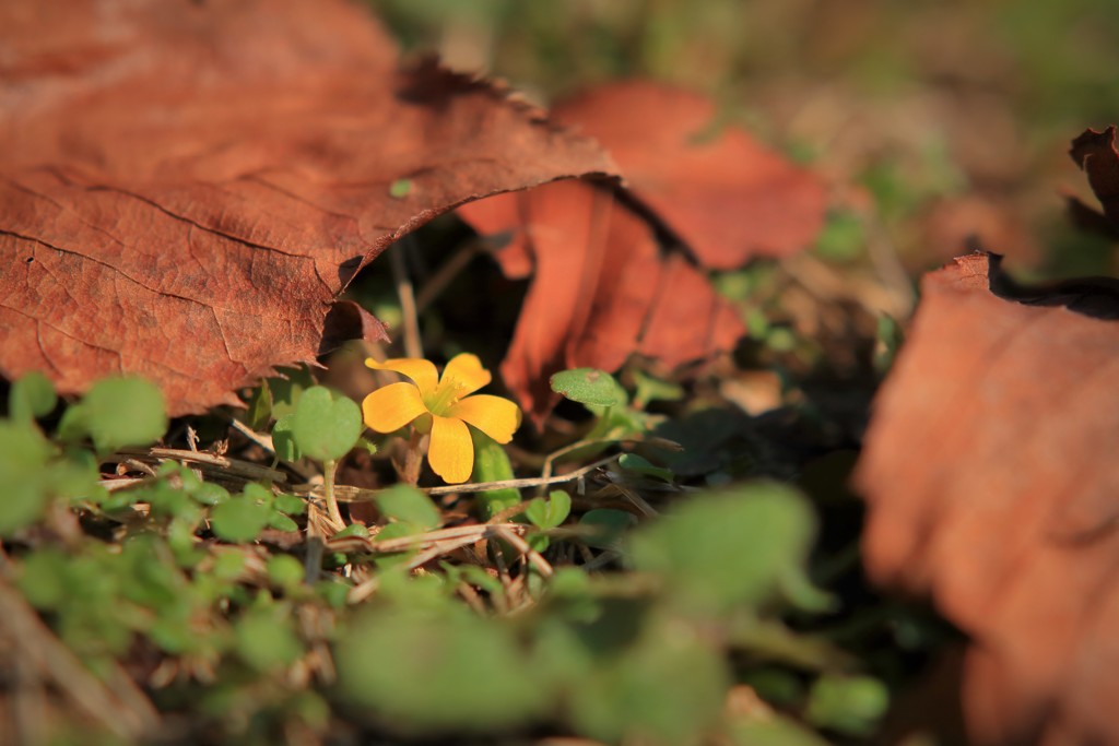 小さな黄色い花
