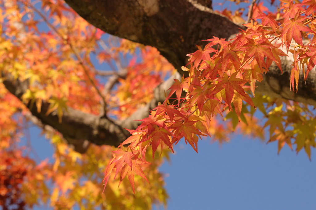 紅葉