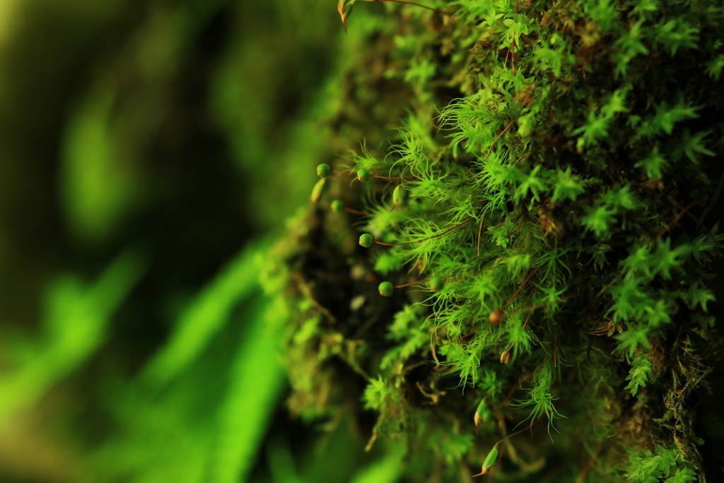 moss green 