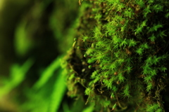 moss green 