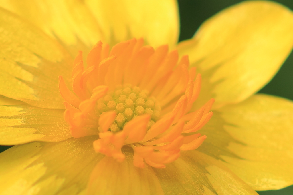 Yellow flowers