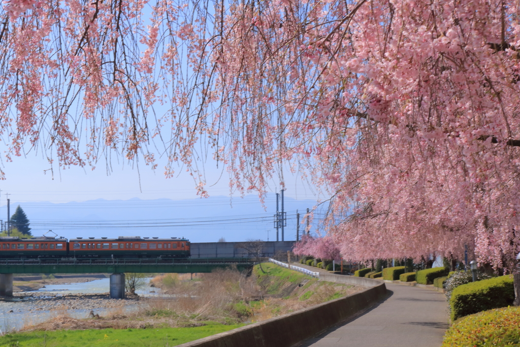 枝垂れ桜のトンネル