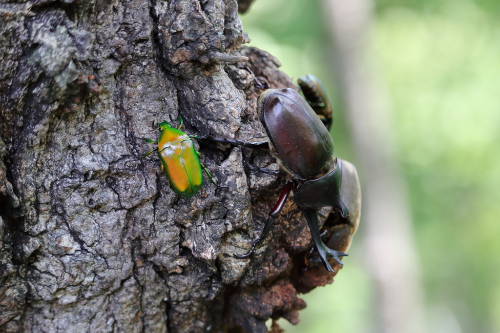 昆虫レストラン