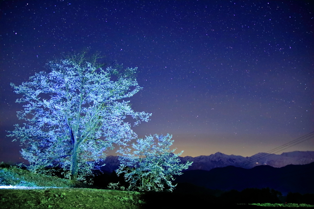 星空に咲く