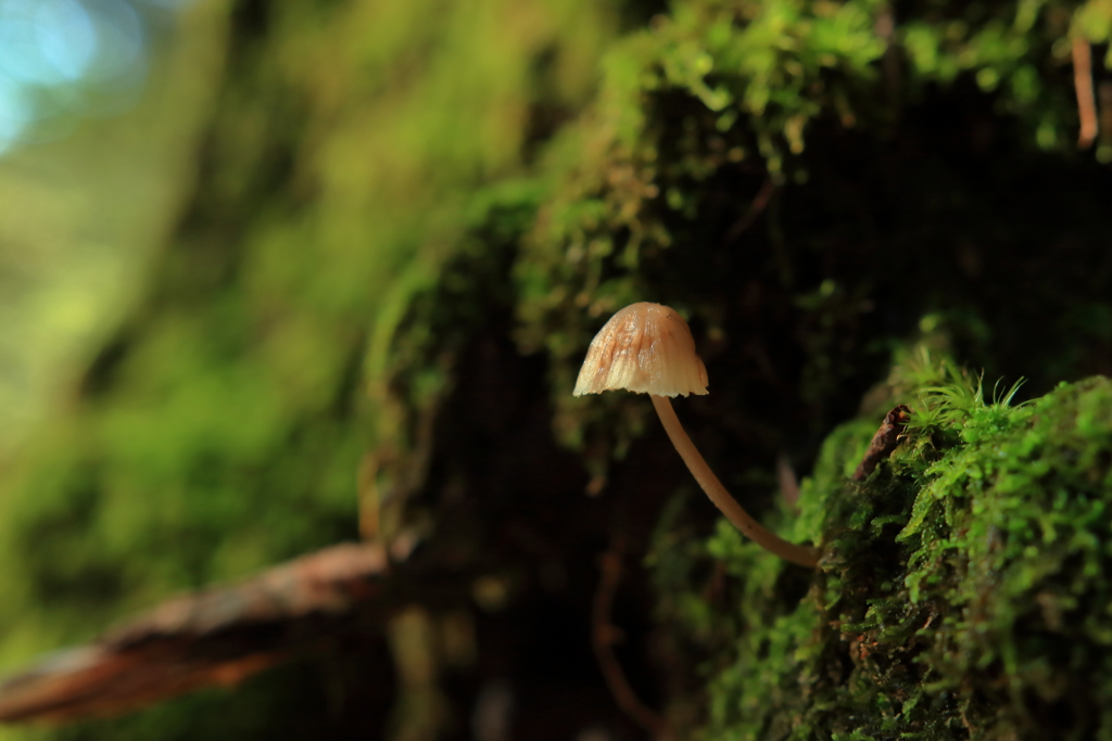苔の森のキノコ