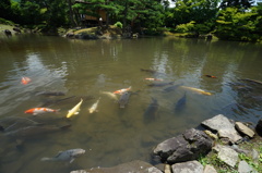 鯉