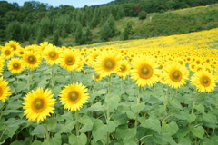 ひまわり畑