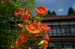 御薬園