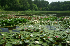 スイレン