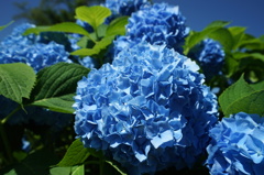 紫陽花