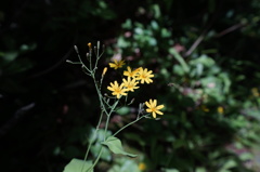 花粉を運んでいます