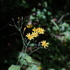 花粉を運んでいます