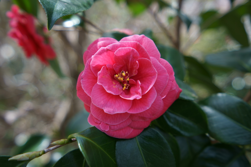 花見山にて