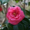 花見山にて