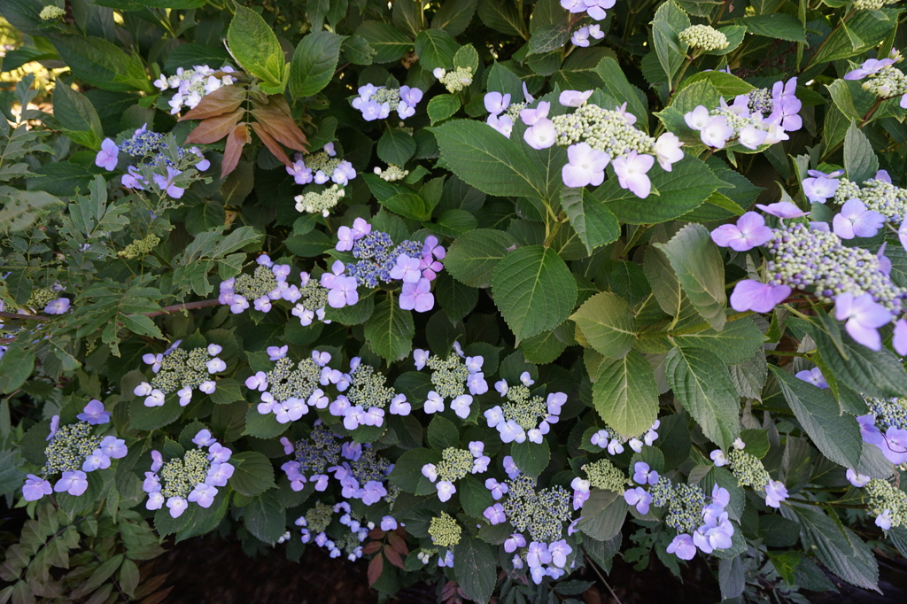 DSC00571