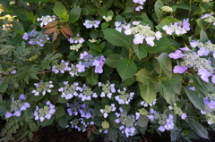 DSC00571